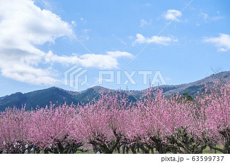 里山に咲く花桃の花 里山に咲く花桃の花 63599737