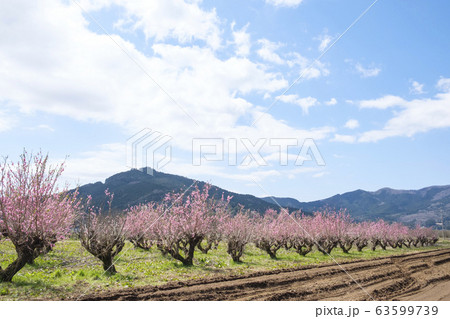 里山に咲く花桃の花 63599739