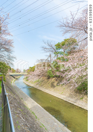 日本の春 杉並区 善福寺川と桜の風景 日本の春 杉並区 善福寺川と桜の風景 63599899