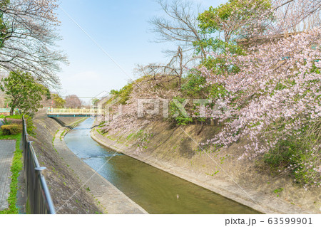日本の春 杉並区 善福寺川と桜の風景 63599901