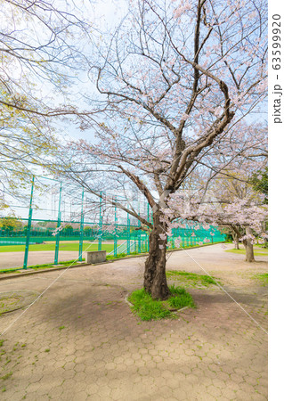 日本の春 杉並区 善福寺川と桜の風景 日本の春 杉並区 善福寺川と桜の風景 63599920