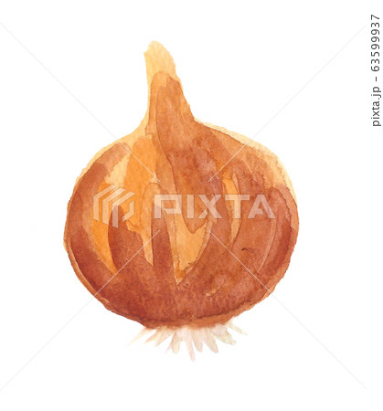 玉ねぎ 玉ねぎ 63599937