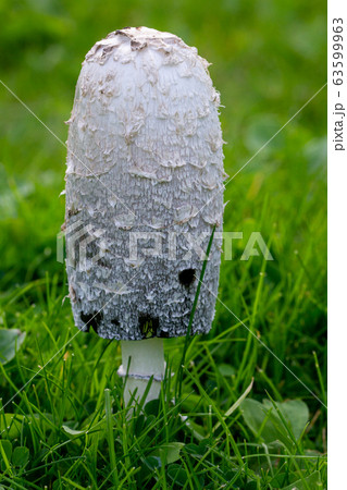 Shaggy Ink Cap (Coprinus comatus fungi) edible Shaggy Ink Cap (Coprinus comatus fungi) edible 63599963