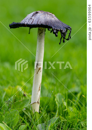 Shaggy Ink Cap (Coprinus comatus fungi) edible Shaggy Ink Cap (Coprinus comatus fungi) edible 63599964