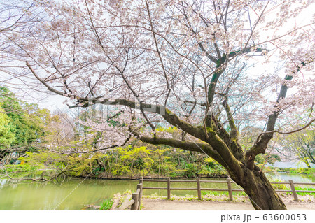 日本の春 杉並区 善福寺川と桜の風景 63600053