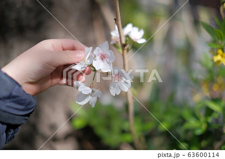 そっと子供が触れる桜 そっと子供が触れる桜 63600114
