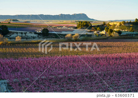 Peach blossom in Cieza La Torre in the Murcia Peach blossom in Cieza La Torre in the Murcia 63600371