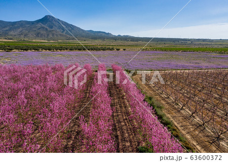 Peach blossom in Jumilla in the Murcia region in 63600372