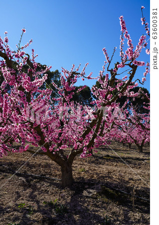 Peach blossom in Cieza, Soto de la Zarzuela in the Peach blossom in Cieza, Soto de la Zarzuela in the 63600381