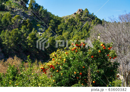 River rio seguro in Abaran in valley ricote, 63600382