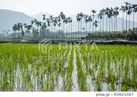 water bamboo farm 63601087