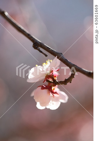 春 花 梅 63601669