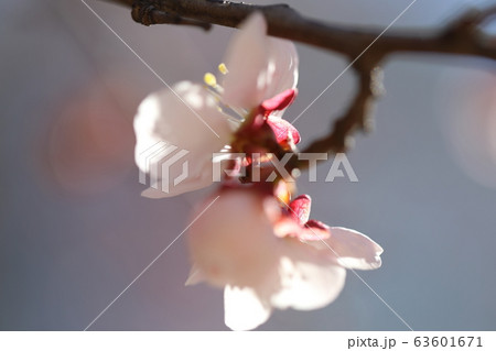 春 花 梅 63601671