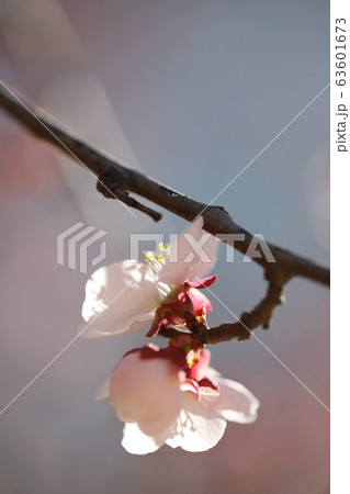 春 花 梅 63601673