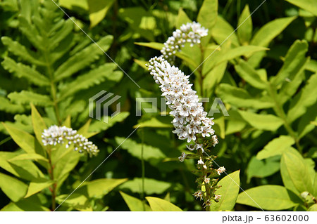 箱根湿性花園 63602000