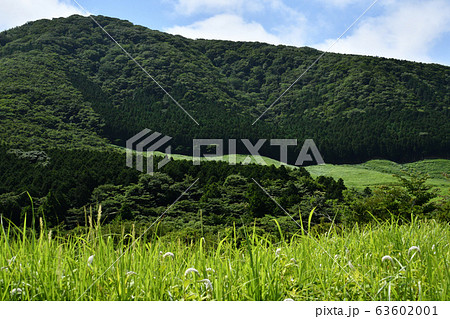 箱根湿性花園の写真素材