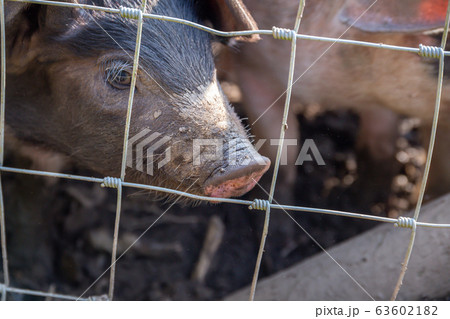 Saddleback piglets behind the fencing of a pigsty 63602182