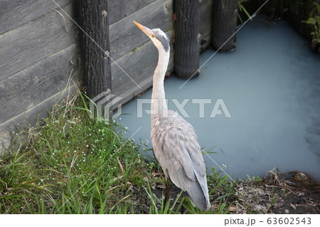 醍醐寺 醍醐寺 63602543