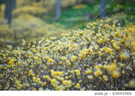 京都・ミツマタ群生地 京都・ミツマタ群生地 63603066