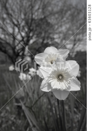 春 自然散策 春 自然散策 63603128