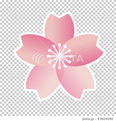 Cherry blossom Cherry blossom 63604090