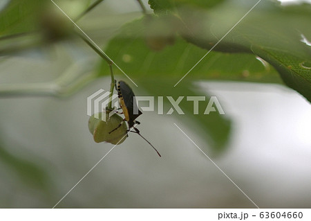 木の実についた虫 63604660