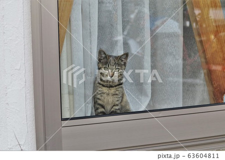 仔猫 63604811