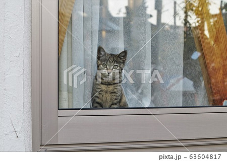 仔猫 63604817