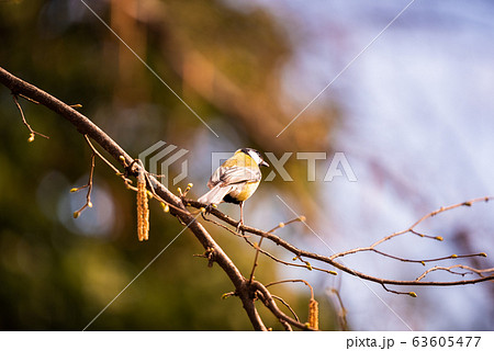 Bird - Great Tit (Parus major) on tree Bird - Great Tit (Parus major) on tree 63605477