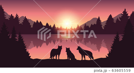 wolf pack at beautiful purple forest and lake nature landscape at sunrise 63605559