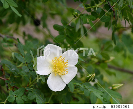 White rosehip flower White rosehip flower 63605561