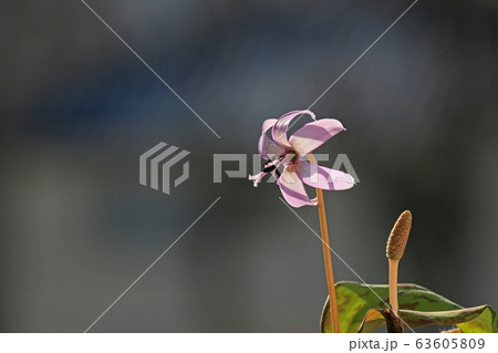 カタクリの花 カタクリの花 63605809