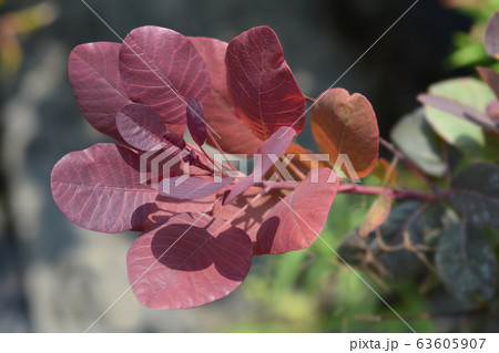 Smoke tree Royal Purple 63605907