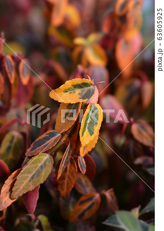 Wintercreeper Emerald and Gold 63605925