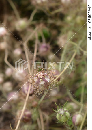 Love-in-a-mist fruit 63605940