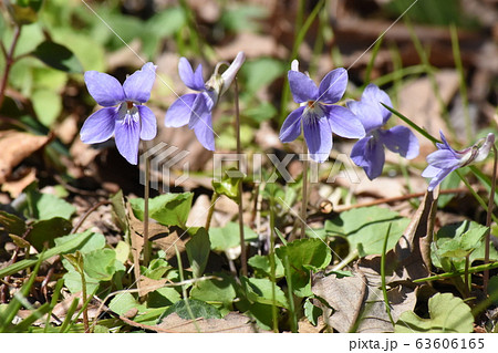 スミレ スミレ 63606165