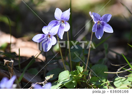 スミレ 63606166