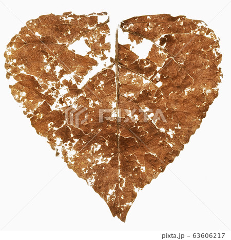It is dry damaged leaf for pattern. It is dry damaged leaf for pattern. 63606217