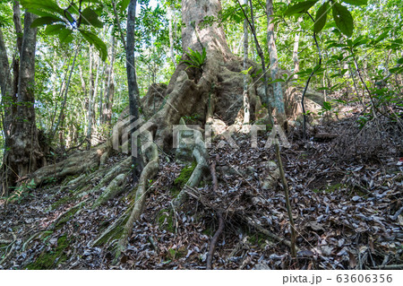 金作原のオキナワウラジロガシ 63606356