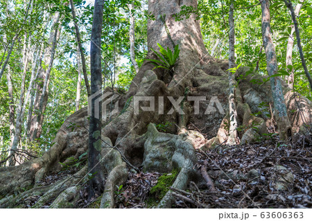 金作原のオキナワウラジロガシ 63606363