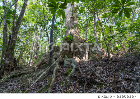 金作原のオキナワウラジロガシ 63606367