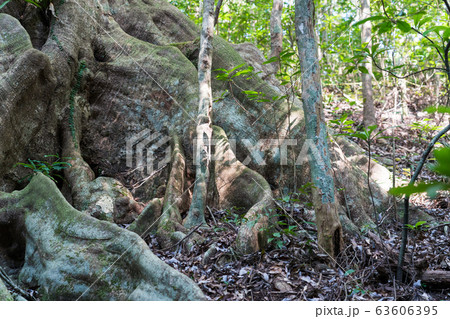 金作原のオキナワウラジロガシ 63606395