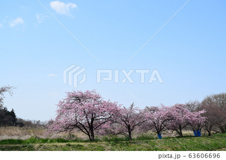群馬 茂林寺沼の桜 群馬 茂林寺沼の桜 63606696