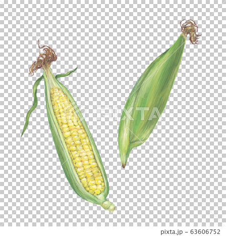 Corn 63606752