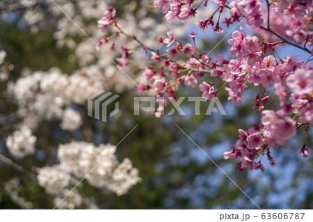白い桜とピンクの桜 63606787