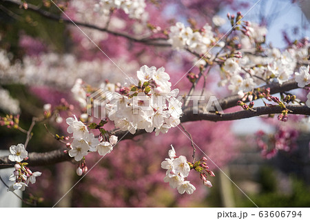 白い桜とピンクの桜 63606794