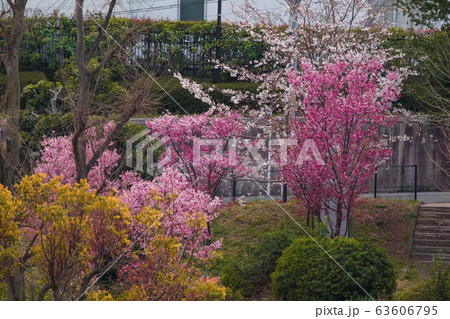 白い桜とピンクの桜 63606795