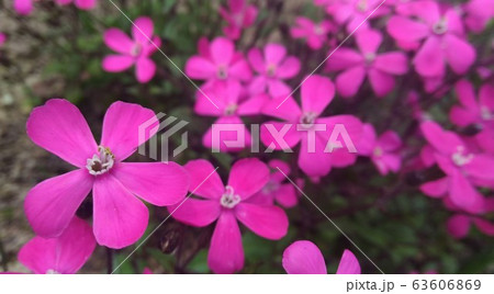 ピンクの花 63606869
