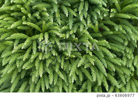 Japanese cedar Branches of cryptomeria japonica Background Japanese cedar Branches of cryptomeria japonica Background 63606977