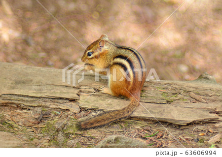 Squirrel chipmunk with a black stripe in the forest Squirrel chipmunk with a black stripe in the forest 63606994